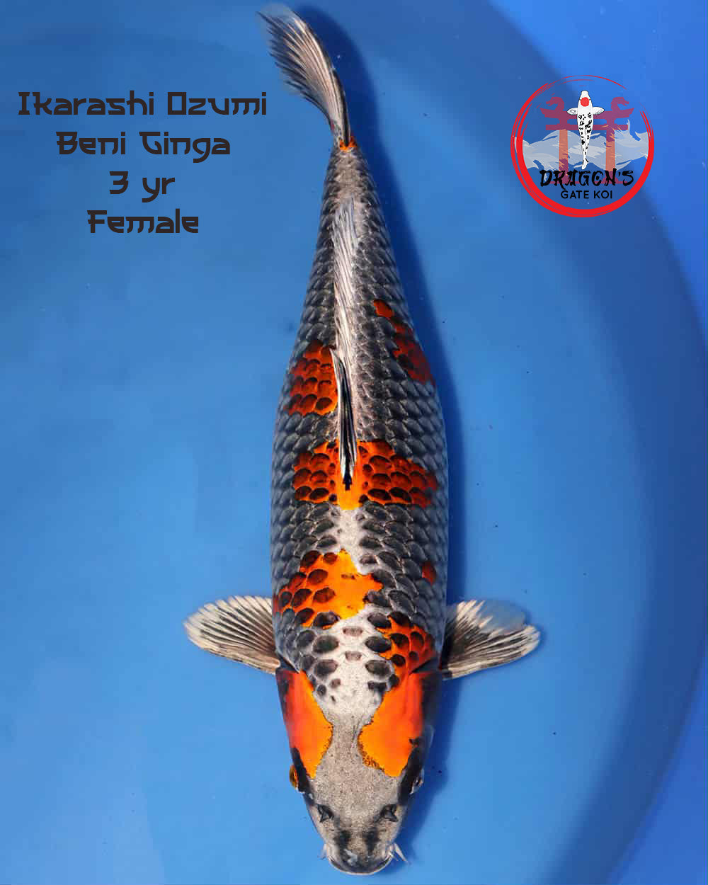 Ikarashi Ozumi Beni Ginga 55 cm female swimming in a blue pond, featuring vibrant orange and black patterns.