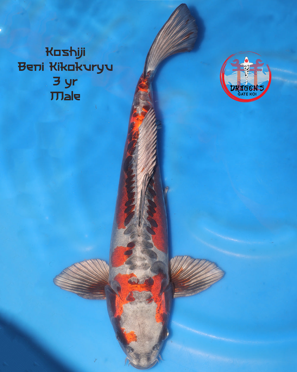 Koshiji Beni Kikokuryu koi fish 55 cm swimming in blue water, showcasing vibrant colors and patterns.