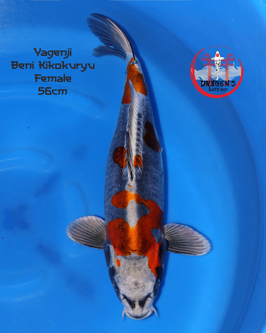 Yagenji - Beni Kikokuryu - Nisai - 57 cm female koi fish swimming in blue water.