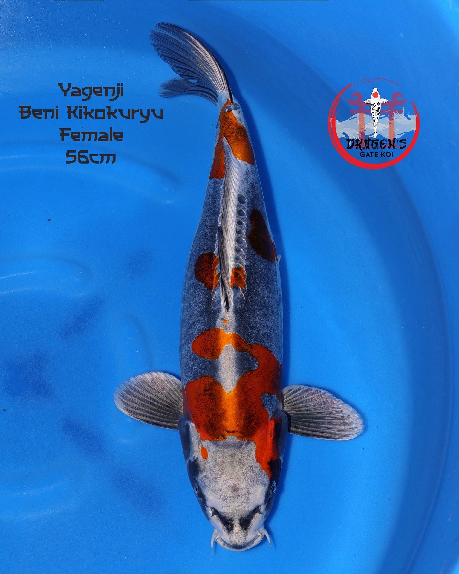 Yagenji - Beni Kikokuryu - Nisai - 57 cm female koi fish swimming in blue water.
