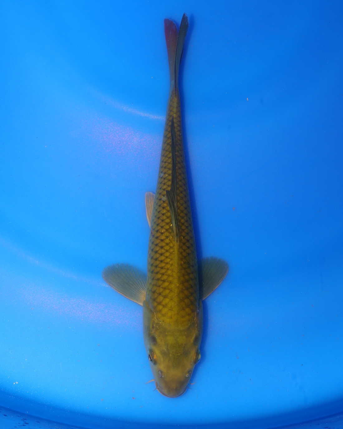 Chagoi Chibi Nisai koi fish 8-10 inches on blue background, showcasing its smooth scales and elongated body.