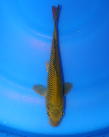 Chagoi Chibi Nisai koi fish 8-10 inches on blue background, showcasing its smooth scales and elongated body.