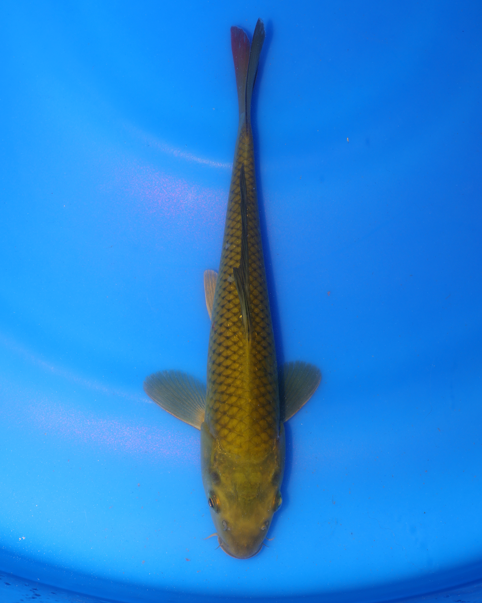 Chagoi Chibi Nisai Koi Fish from Otsuka Koi Farm, measuring 8-10 inches, in a blue container.