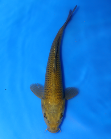 Chagoi - Otsuka Koi Farm - Chibi Nisai - 8-10 inches