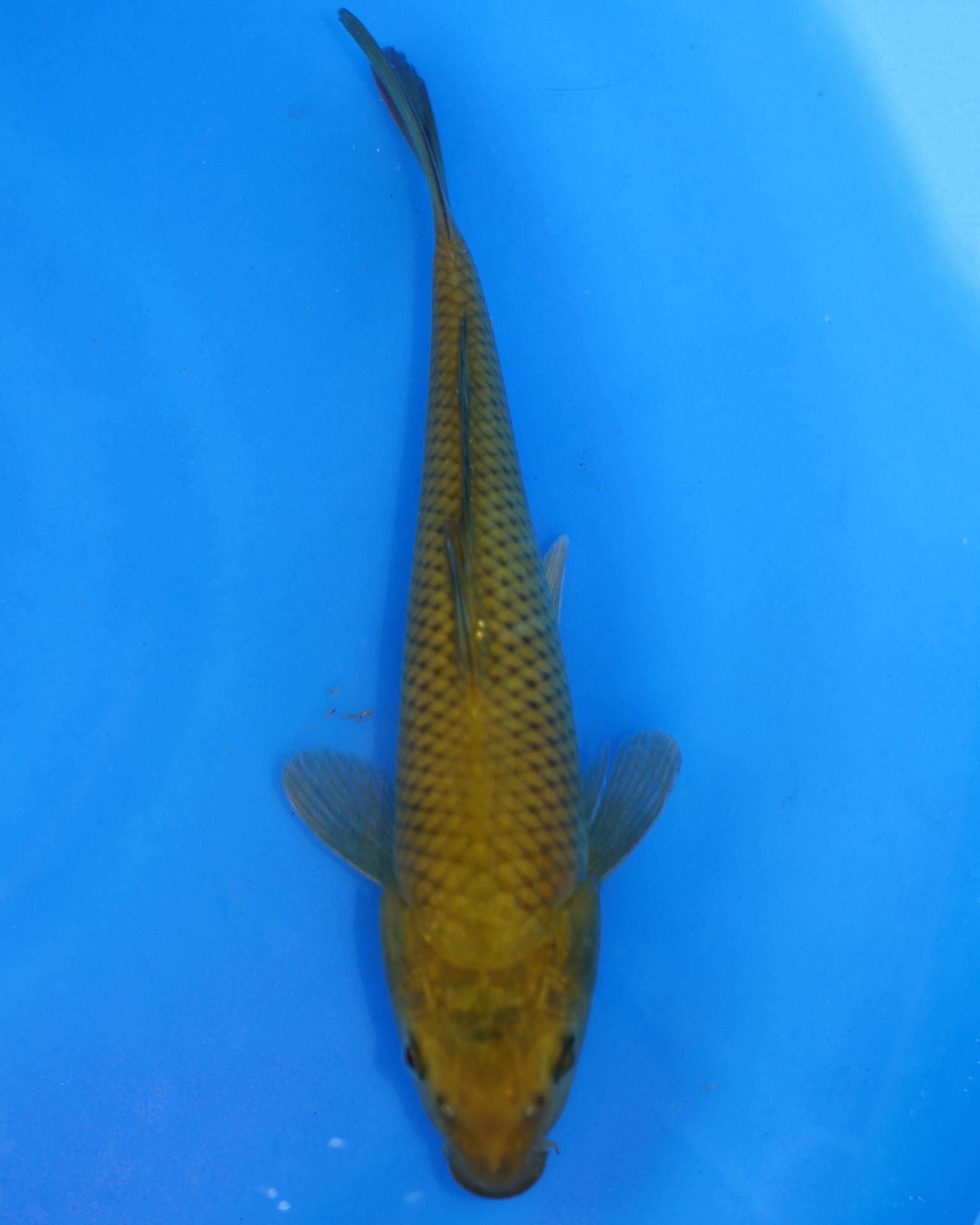 Chagoi Chibi Nisai Koi Fish 8-10 inches swimming in blue water, showcasing its vibrant color and healthy appearance.