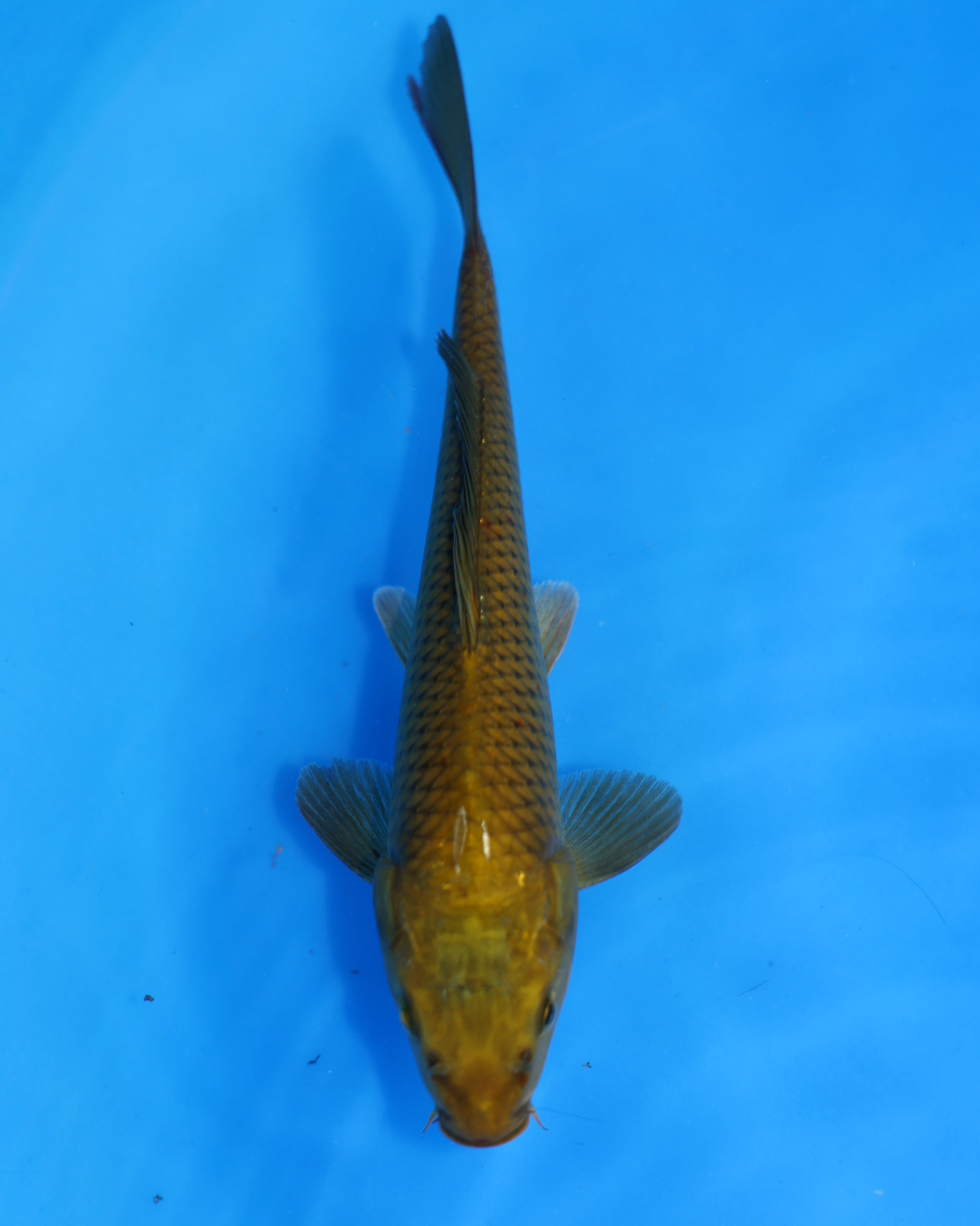 Chagoi - Otsuka Koi Farm - Chibi Nisai koi, 8-10 inches, ungendered chagoi chibi nisai koi swimming in blue water.