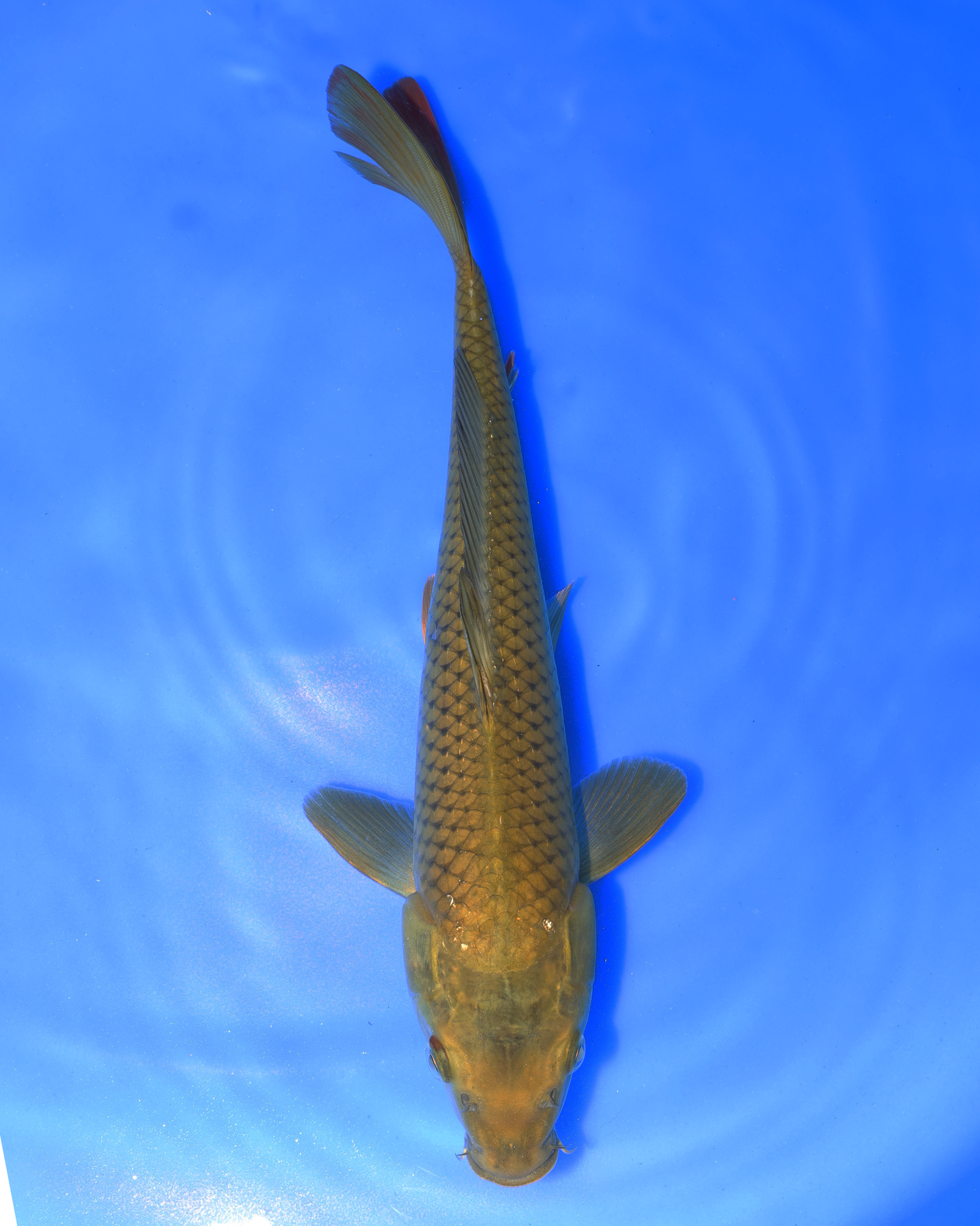 Chagoi Chibi Nisai Koi Fish from Otsuka Koi Farm, 8-10 inches, top view in blue water.