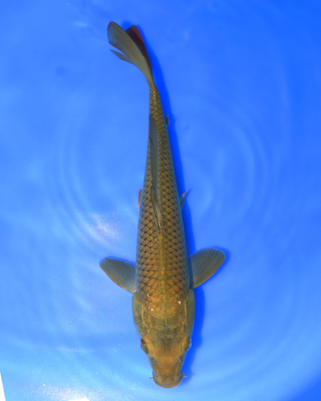 Chagoi Chibi Nisai Koi Fish from Otsuka Koi Farm, 8-10 inches, top view in blue water.