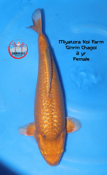 Miyatora - Ginrin Chagoi - Nisai - Female - 45 cm, female ginrin chagoi koi fish.