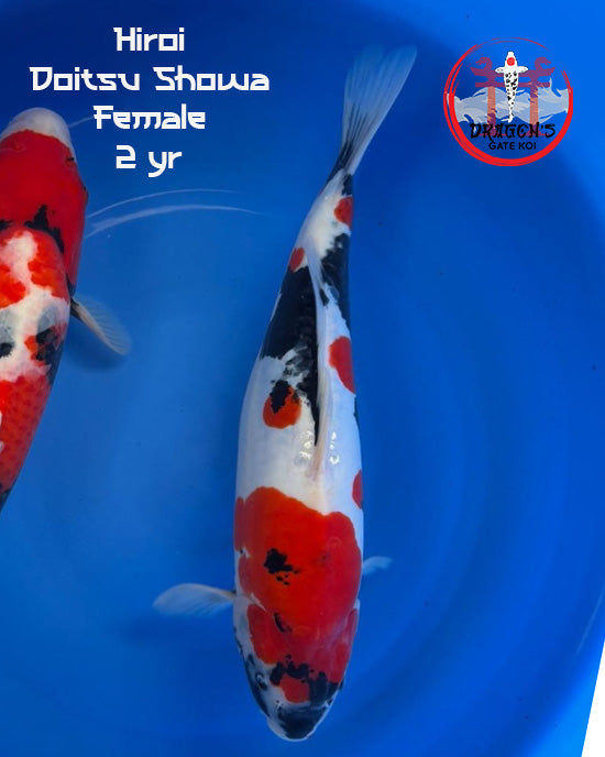 Hiroi Doitsu Showa female koi fish swimming in blue water, 2 years old, showcasing vibrant colors.
