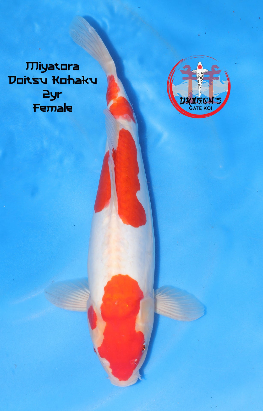 Miyatora Doitsu Kohaku Nisai Female 43cm swimming in blue water background.