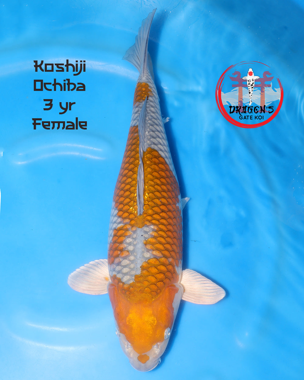 Koshiji Ochiba Sansai fish 55 cm swimming in blue water, showcasing beautiful colors and patterns.