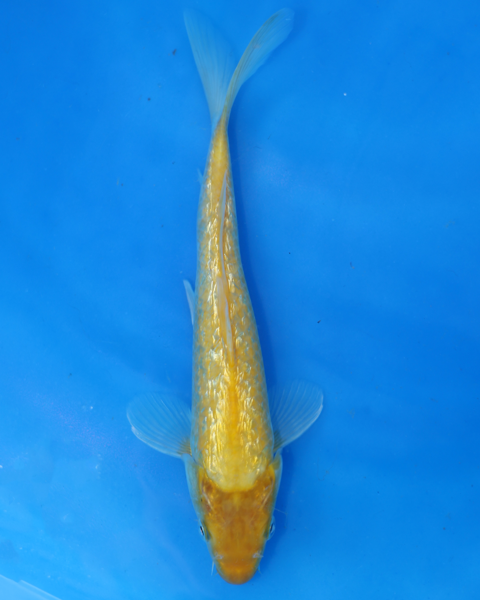 Ginrin Kigoi - Otsuka Koi Farm - Chibi Nisai - 8-10 inches