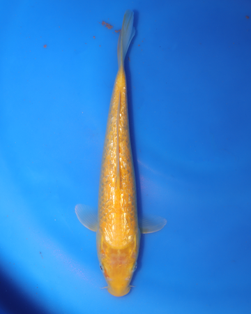 Ginrin Kigoi - Otsuka Koi Farm - Chibi Nisai - 8-10 inches