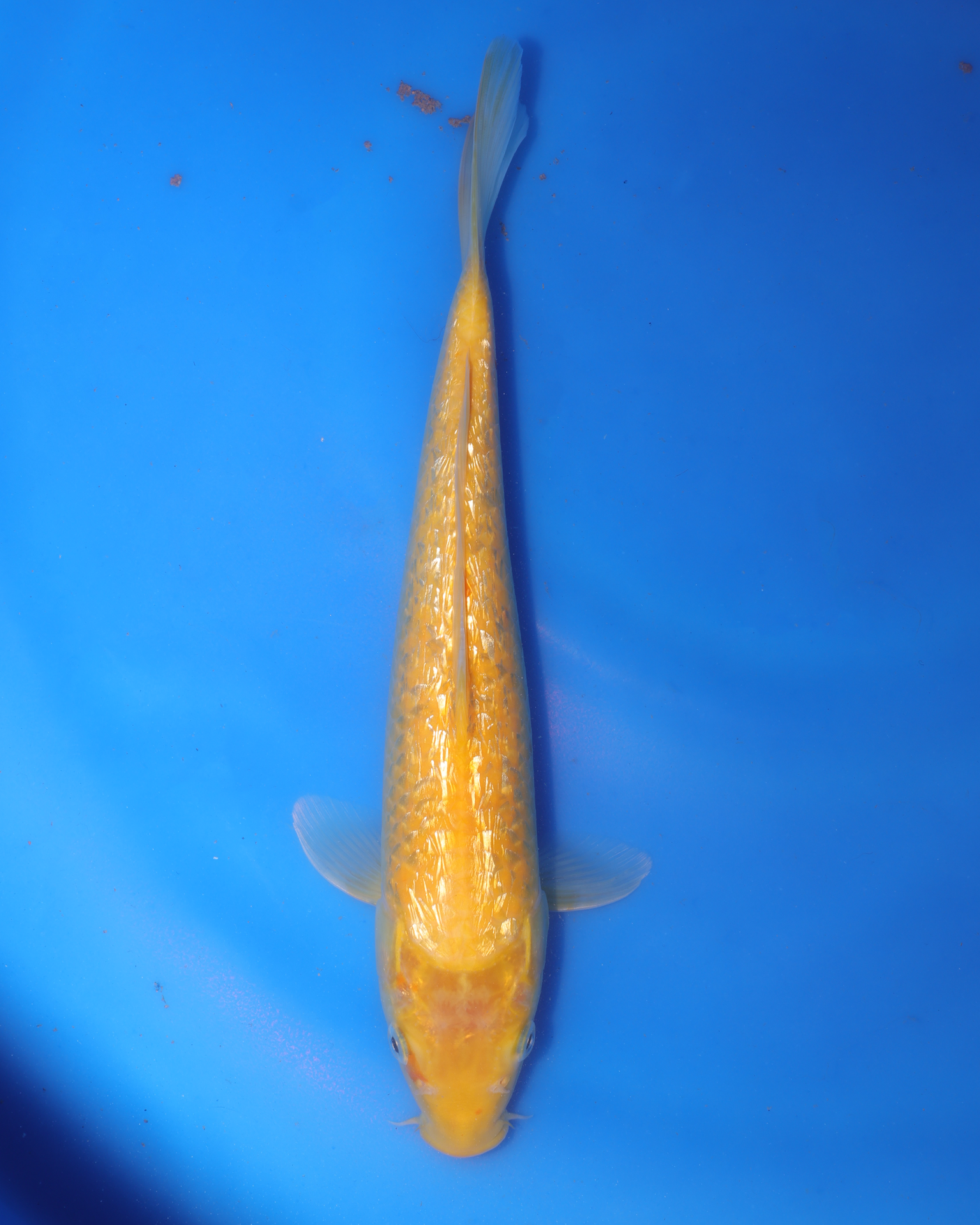 Ginrin Kigoi - Otsuka Koi Farm - Chibi Nisai - 8-10 inches, yellow koi fish in blue water