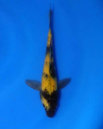 Ginrin Ki Utsuri Chibi Nisai koi swimming in blue water, measuring 8-10 inches from Otsuka Koi Farm.