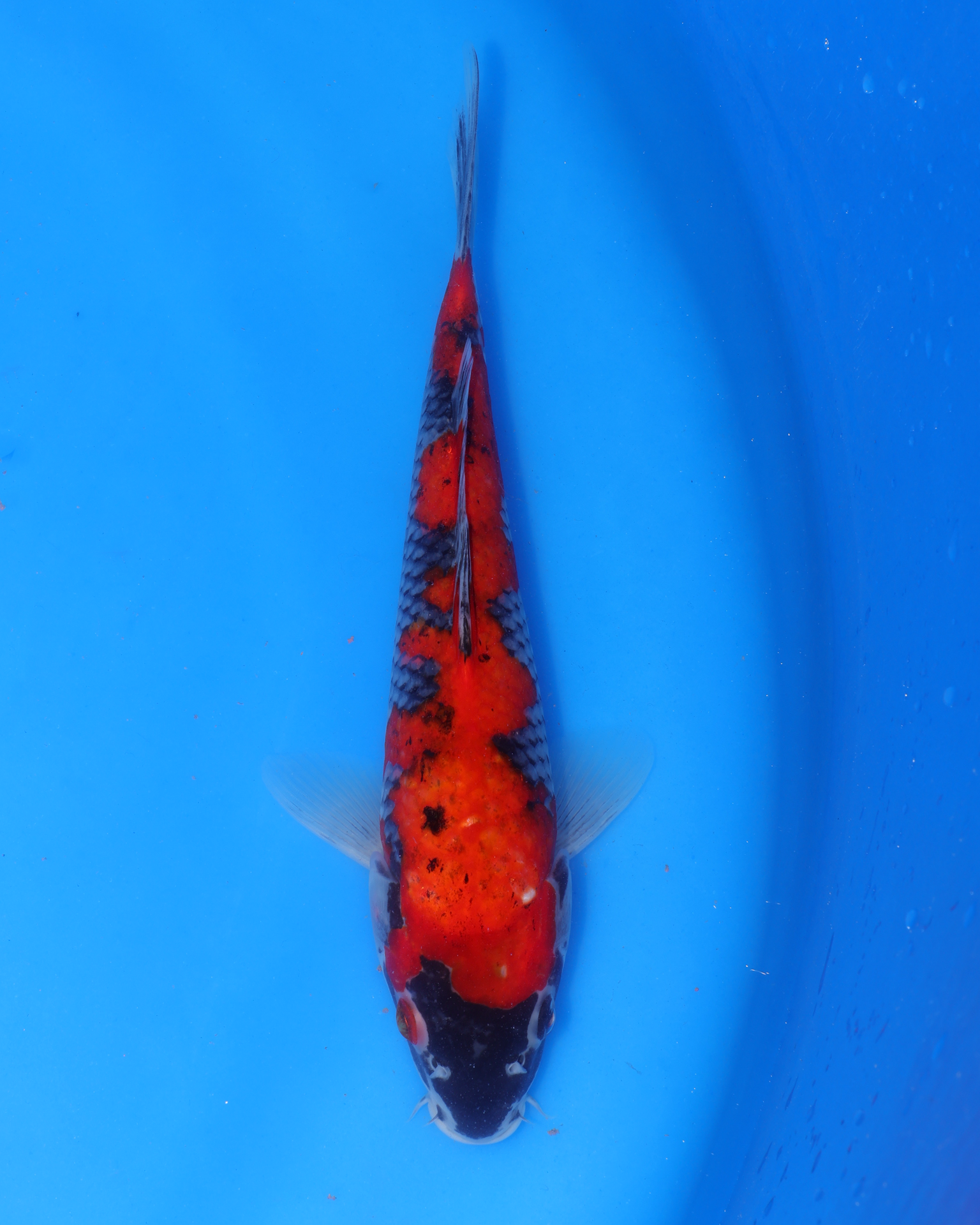Goshiki - Otsuka Koi Farm - Chibi Nisai - 8-10 inches