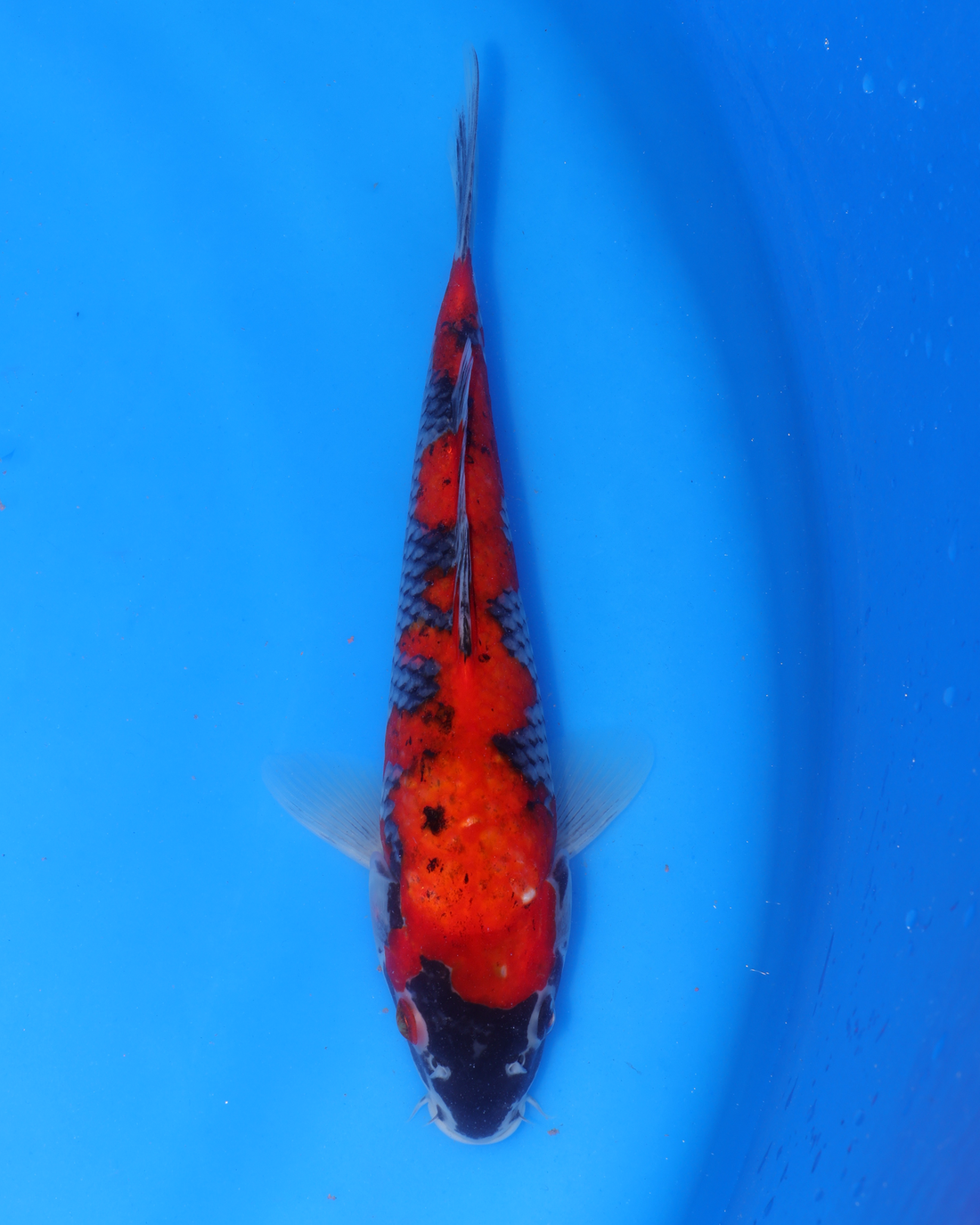 Goshiki Chibi Nisai fish 8-10 inches swimming in blue water.