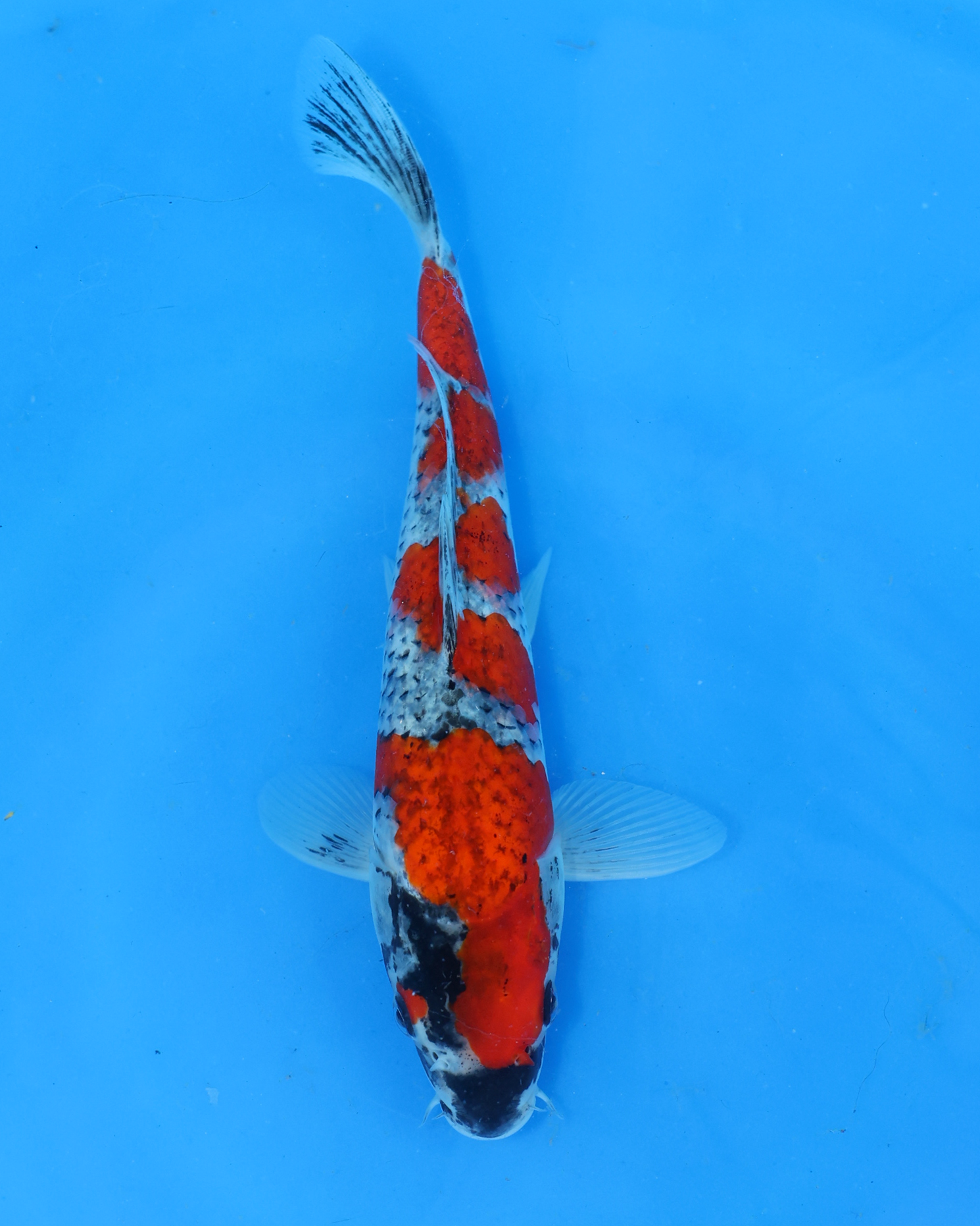 Goshiki - Otsuka Koi Farm - Chibi Nisai - 8-10 inches