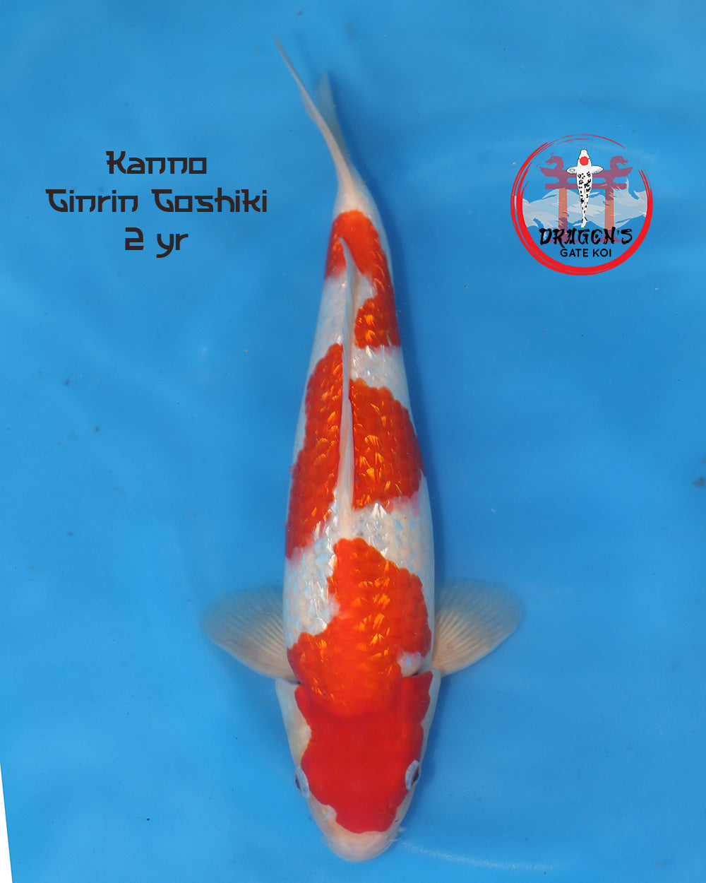 Kanno Ginrin Goshiki 2 yr koi on blue background, showcasing vibrant colors, ideal for koi hobbyists and collectors.
