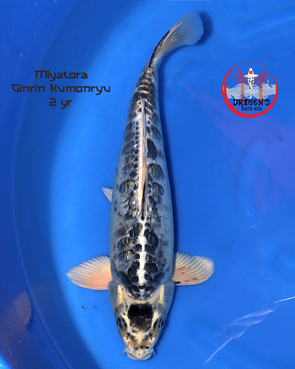 female ginrin kumonryu koi 42cm swimming in blue water background.