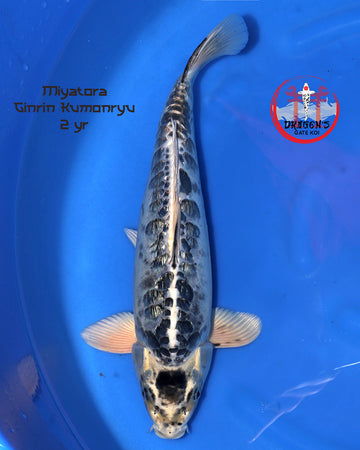 female ginrin kumonryu koi 42cm swimming in blue water background.