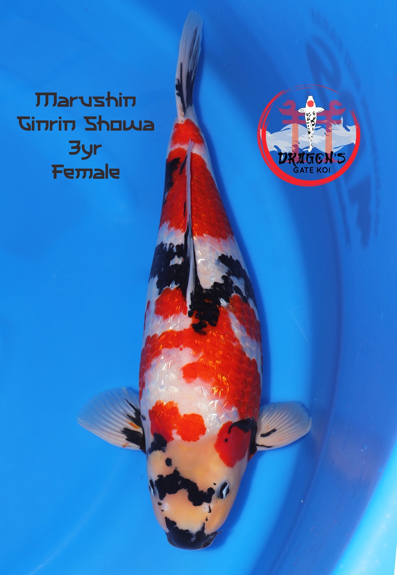 High quality female ginrin showa koi from Marushin, 3 years old, vibrant colors in a blue pond.