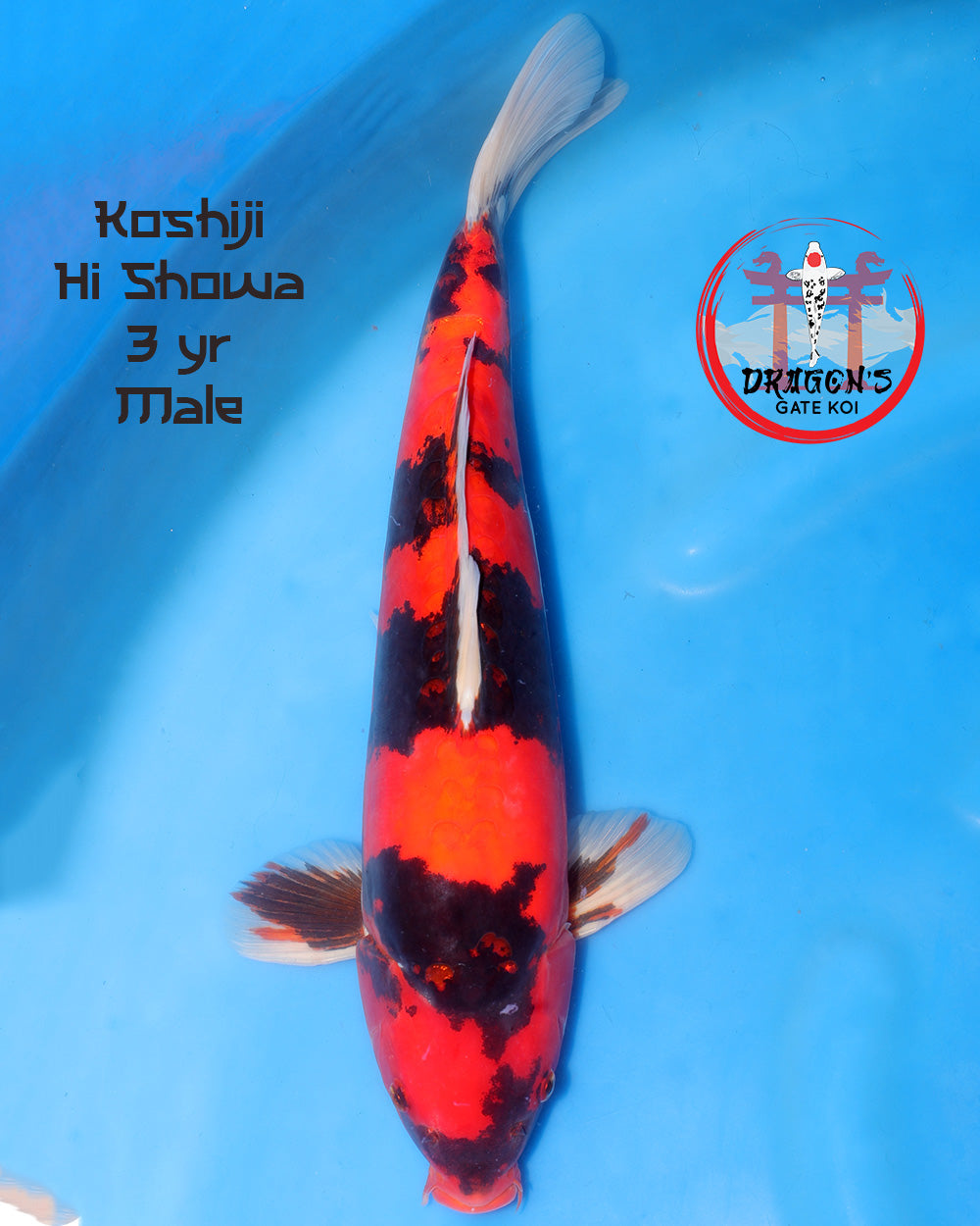 Koshiji Doitsu Hi Showa koi fish - 3 year old male, vibrant orange and black pattern, swimming in clear blue water.
