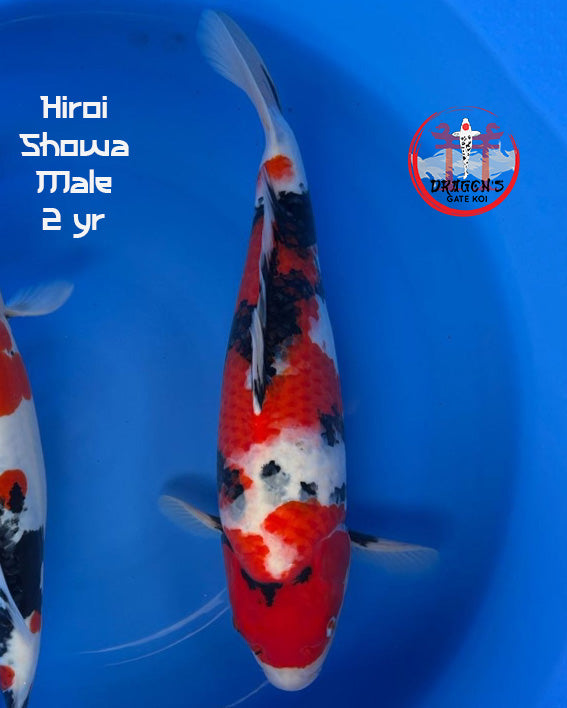 Hiroi - Showa - Male - Nisai - 45 cm - Nisai male koi fish 45 cm swimming in blue water.