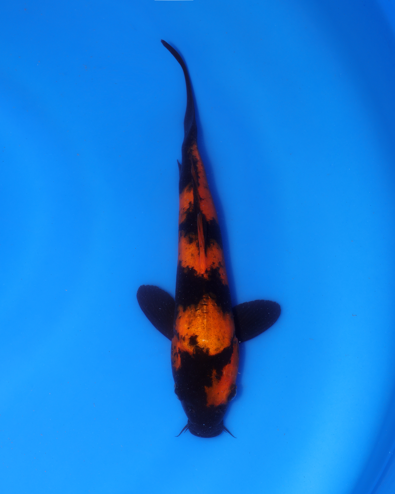 Hi Utsuri Chibi Nisai koi from Otsuka Koi Farm, measuring 8-10 inches in a blue pond.