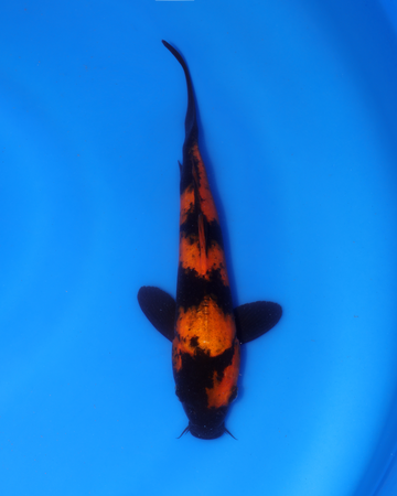 Hi Utsuri Chibi Nisai koi from Otsuka Koi Farm, measuring 8-10 inches in a blue pond.