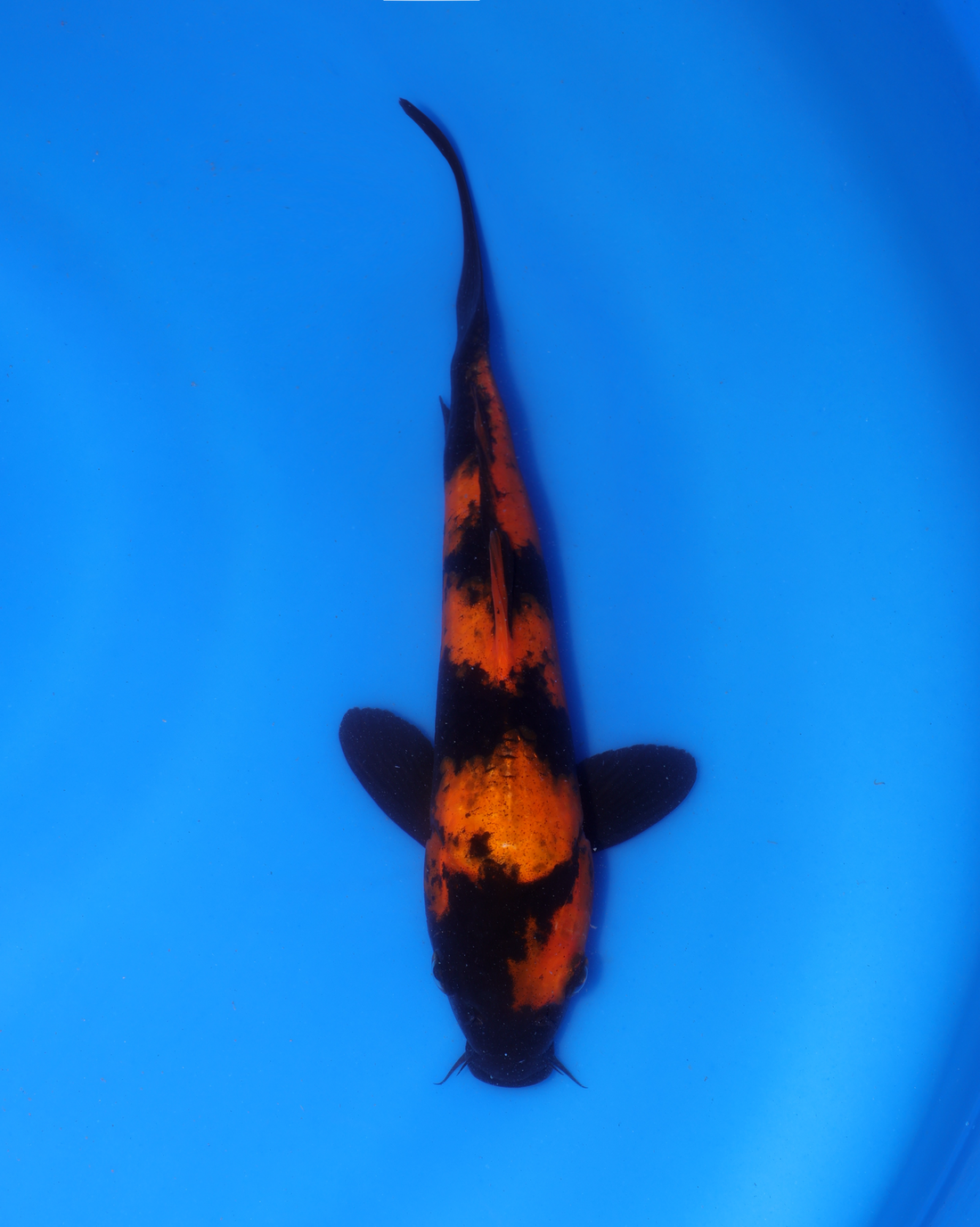 Hi Utsuri Chibi Nisai Koi from Otsuka Koi Farm, measuring 8-10 inches in a blue bowl.