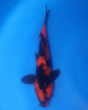 Hi Utsuri Chibi Nisai koi from Otsuka Koi Farm, 8-10 inches.