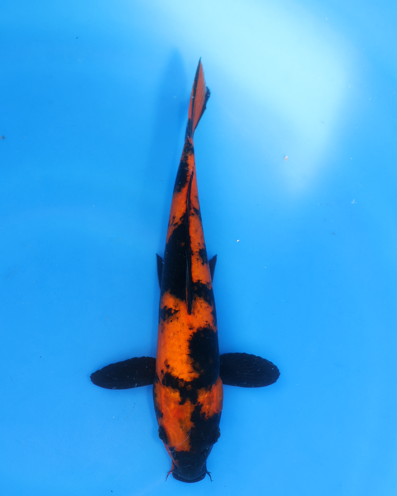 Hi Utsuri Chibi Nisai Koi swimming in blue water, showcasing vivid orange and black colors, 8-10 inches long.