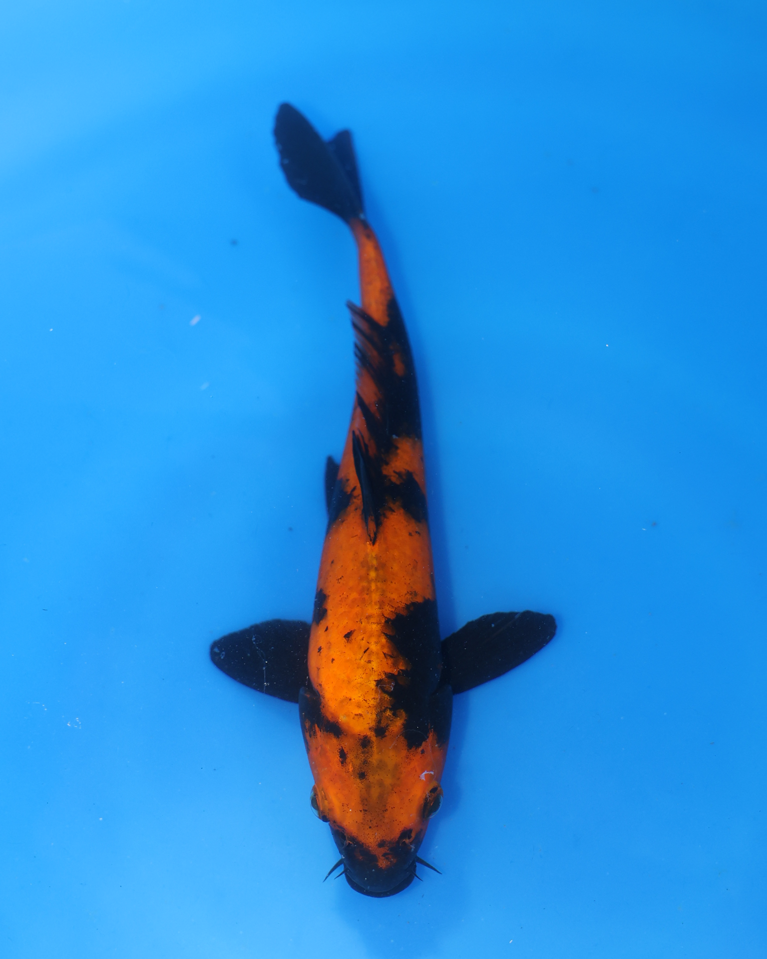 Hi Utsuri Chibi Nisai koi swimming in blue water, showcasing vibrant orange and black coloration, 8-10 inches long.