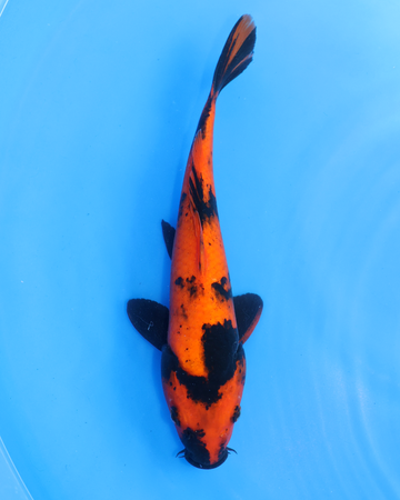 Hi Utsuri Chibi Nisai koi swimming in water, showcasing vibrant orange and black coloration.