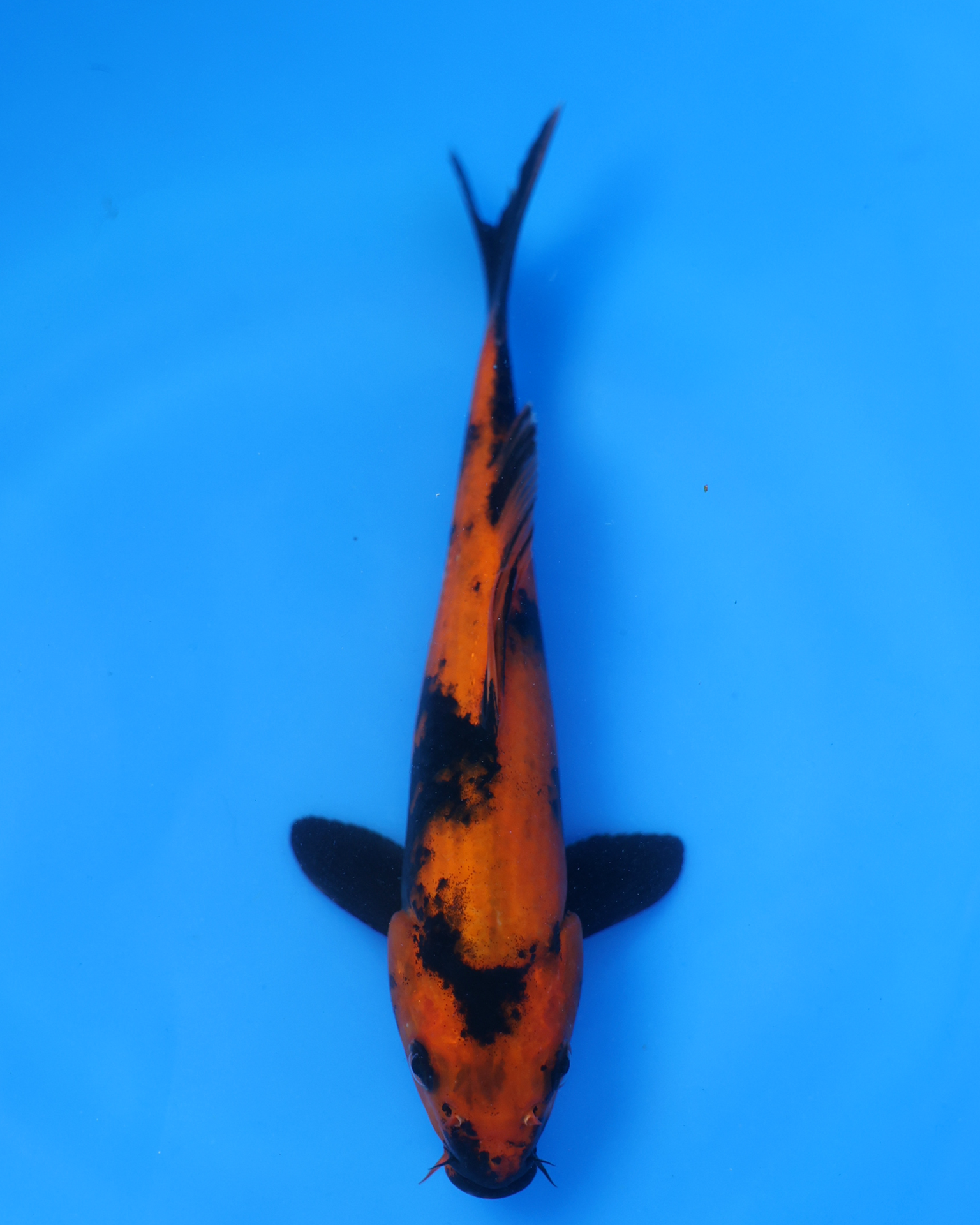 Hi Utsuri Chibi Nisai koi fish swimming in blue water, showcasing vibrant orange and black coloration.