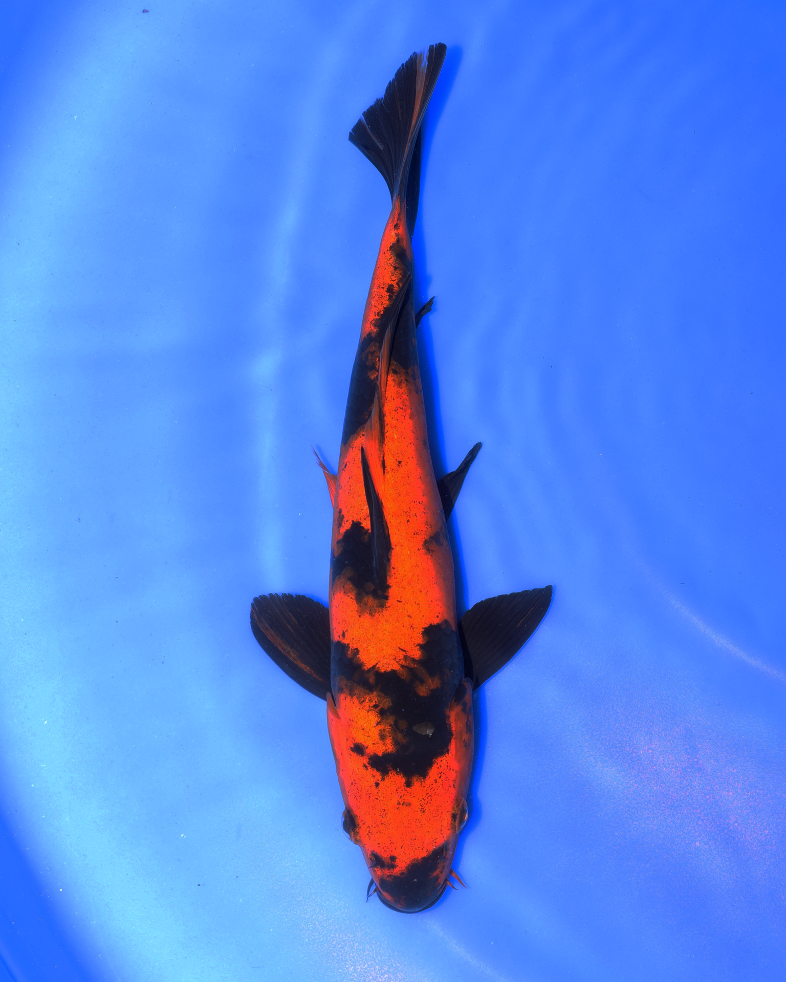 Chibi Nisai Hi Utsuri Koi swimming in blue water, vibrant orange and black coloration, size 8-10 inches.