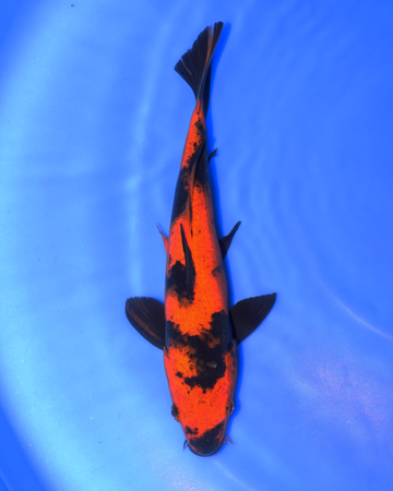Chibi Nisai Hi Utsuri Koi swimming in blue water, vibrant orange and black coloration, size 8-10 inches.
