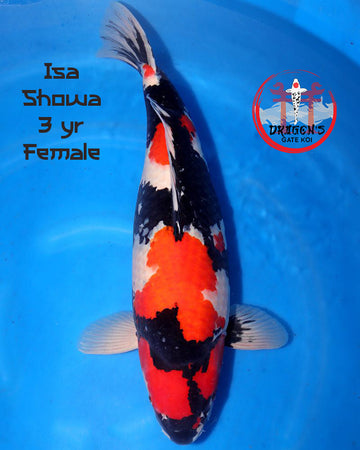 Isa -  Showa (VHQ) - Sansai (62 cm) - Female