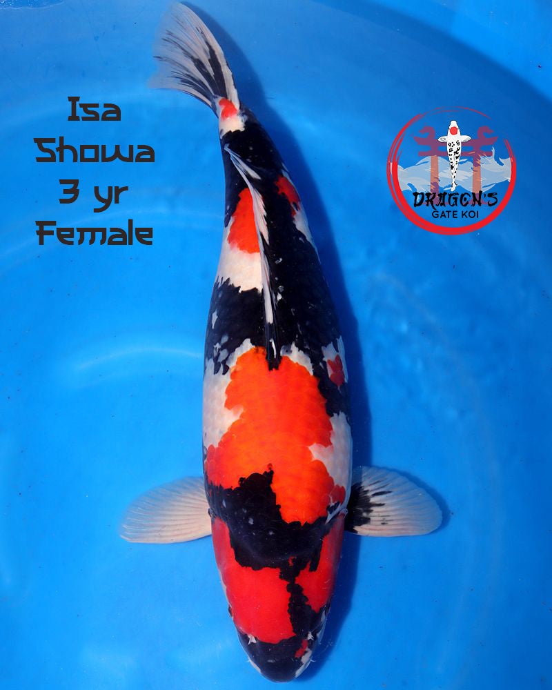 Isa -  Showa (VHQ) - Sansai (62 cm) - Female