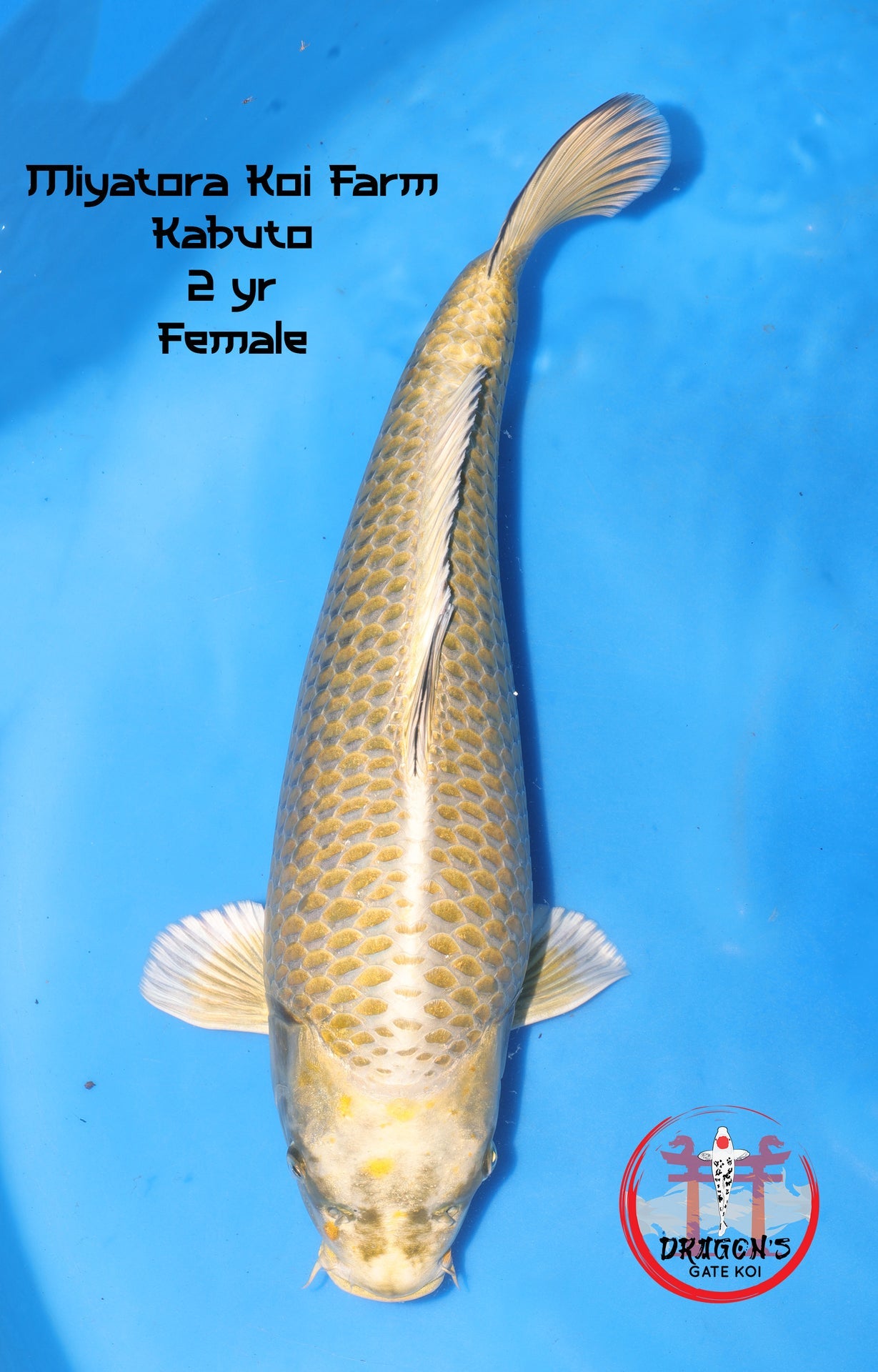 Miyatora - Kabuto - Nisai - Female - 45 cm, female kabuto nisai koi fish 45cm in a blue pond.