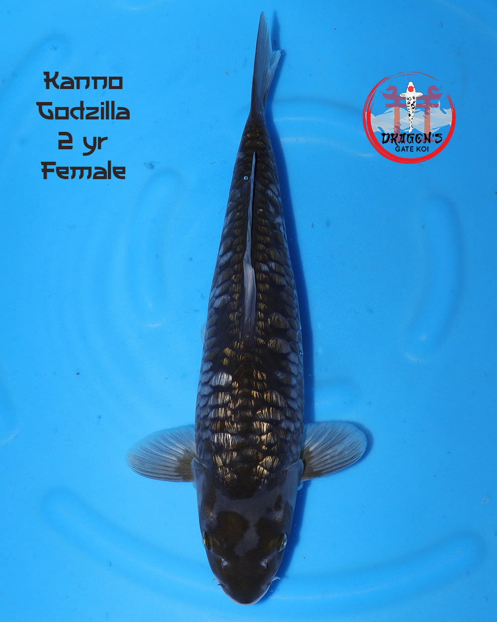 Kanno Ginrin Godzilla Female 30-35 cm - female ginrin godzilla koi fish, two-year-old koi in a blue pond.