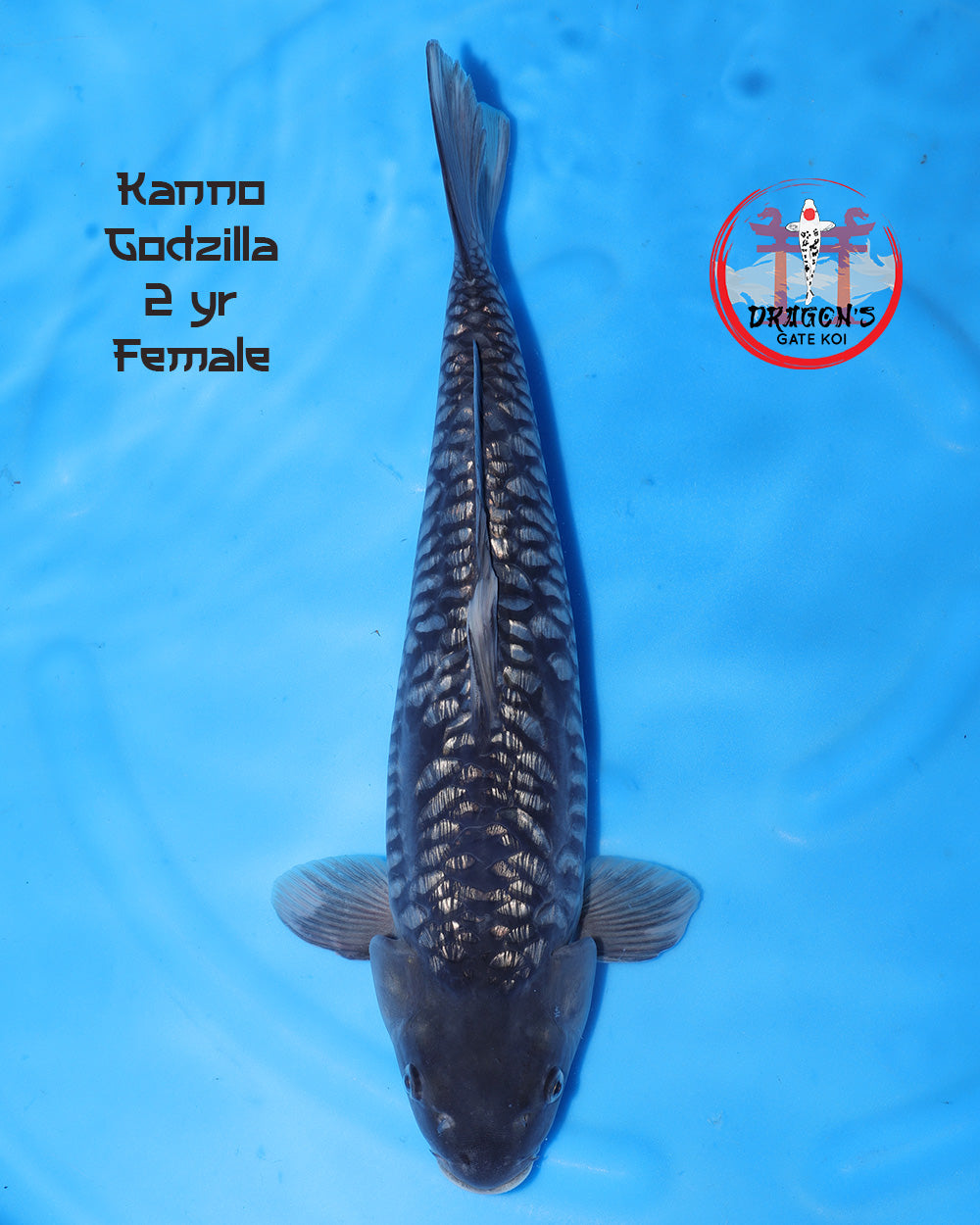 Kanno Ginrin Godzilla female koi 30-35 cm swimming in blue water, showcasing stunning patterns and features.