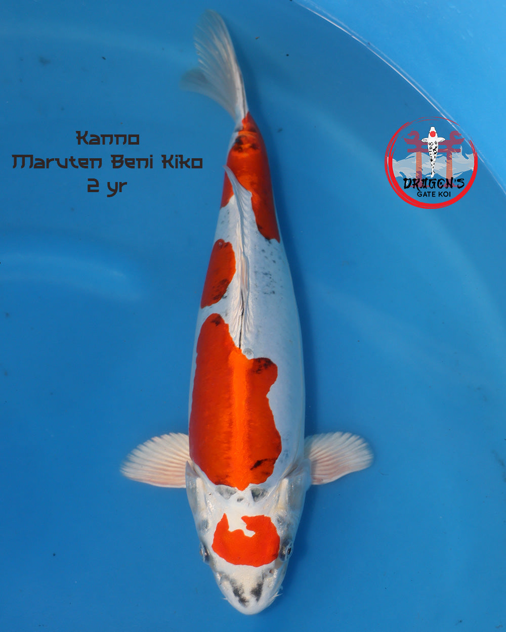 Kanno Maruten Beni Kiko 2 yr koi on a blue background, showcasing vibrant patterns and colors.