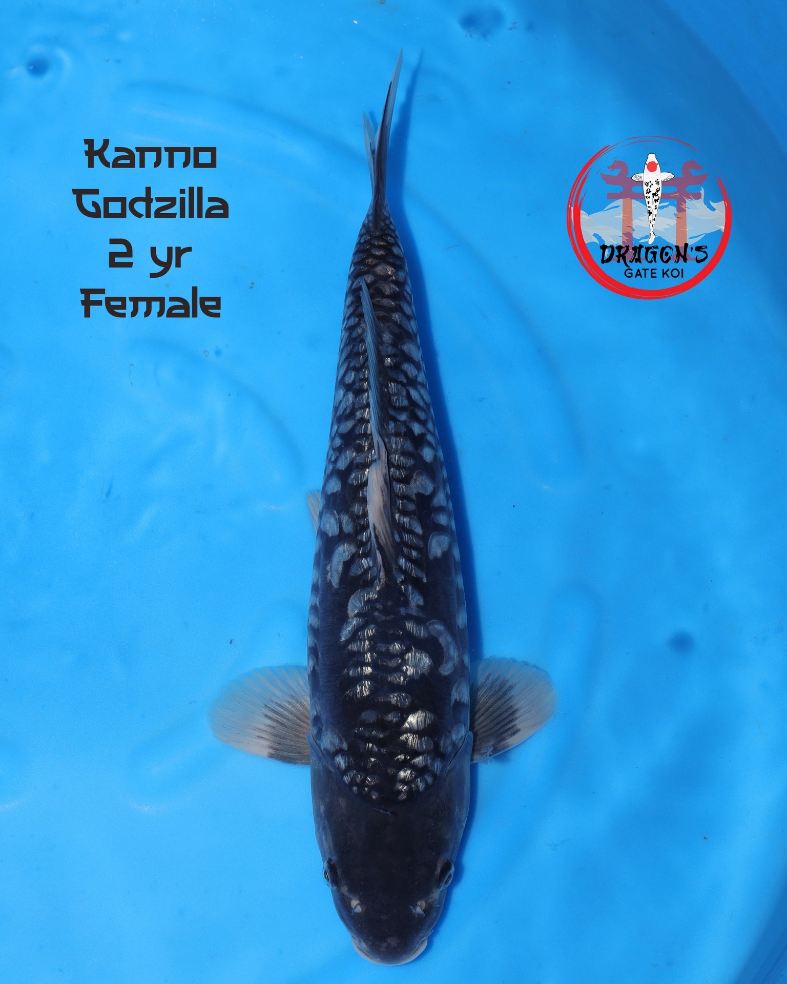 Kanno Ginrin Godzilla female koi swimming in blue water, 2-year-old female, 30-35 cm size.