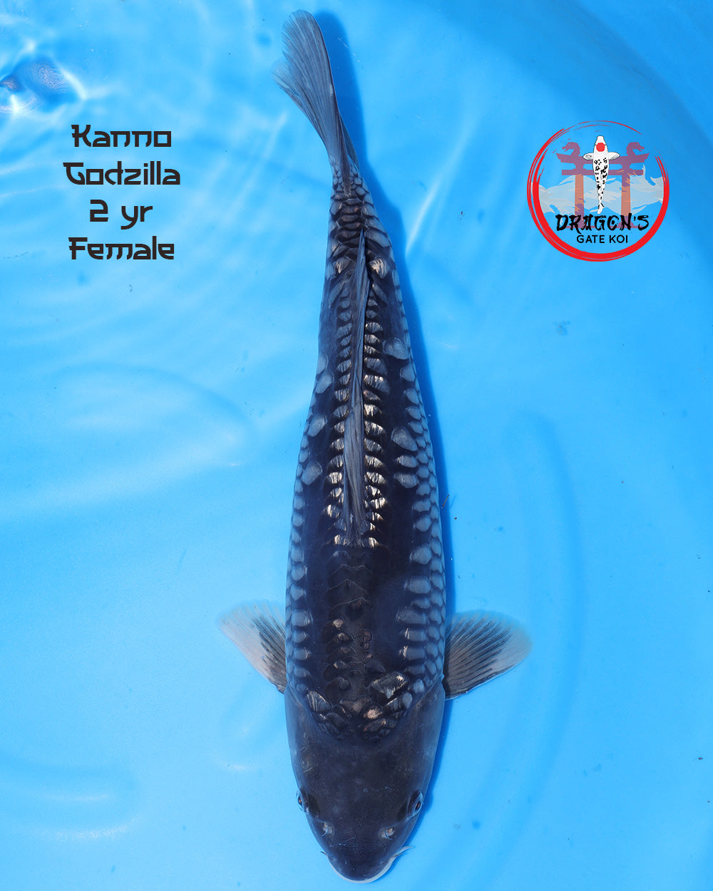 Kanno Ginrin Godzilla female koi in bright blue water, 2 years old, showcasing its unique patterns and features.