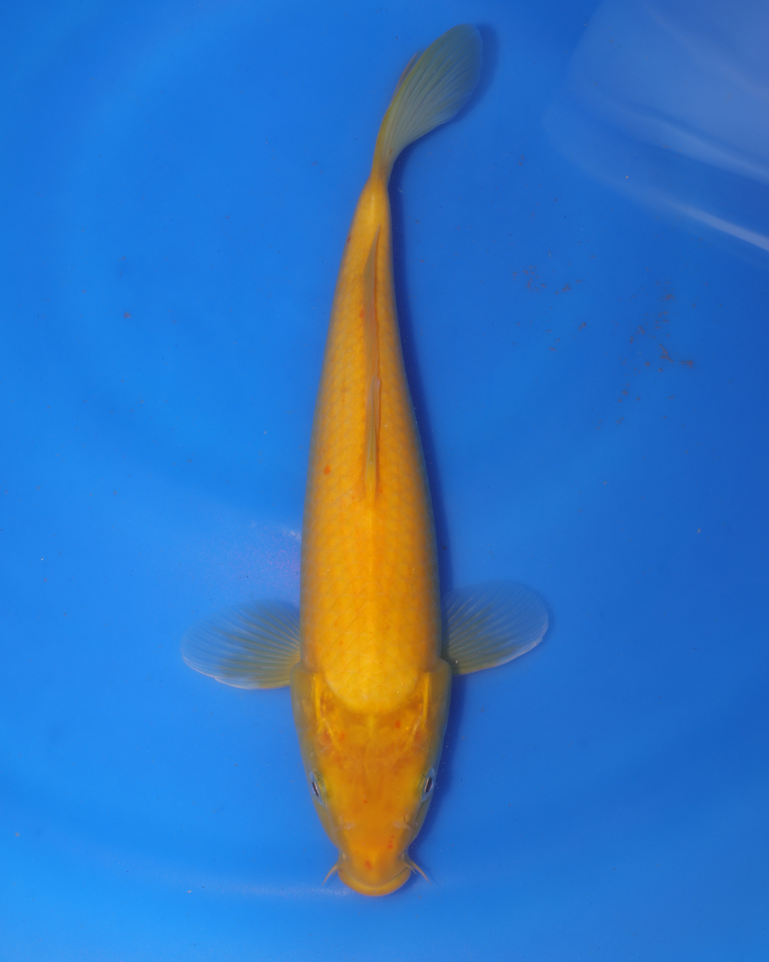 Kigoi - Otsuka Koi Farm - Chibi Nisai - 8-10 inches