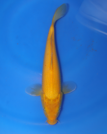 Kigoi - Otsuka Koi Farm - Chibi Nisai - 8-10 inches