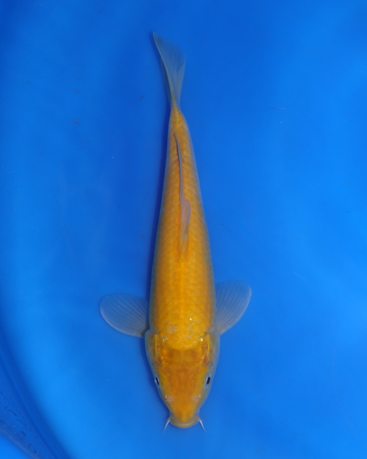 Kigoi Chibi Nisai koi from Otsuka Koi Farm, 8-10 inches.